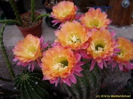 Echinopsis Hybride 35